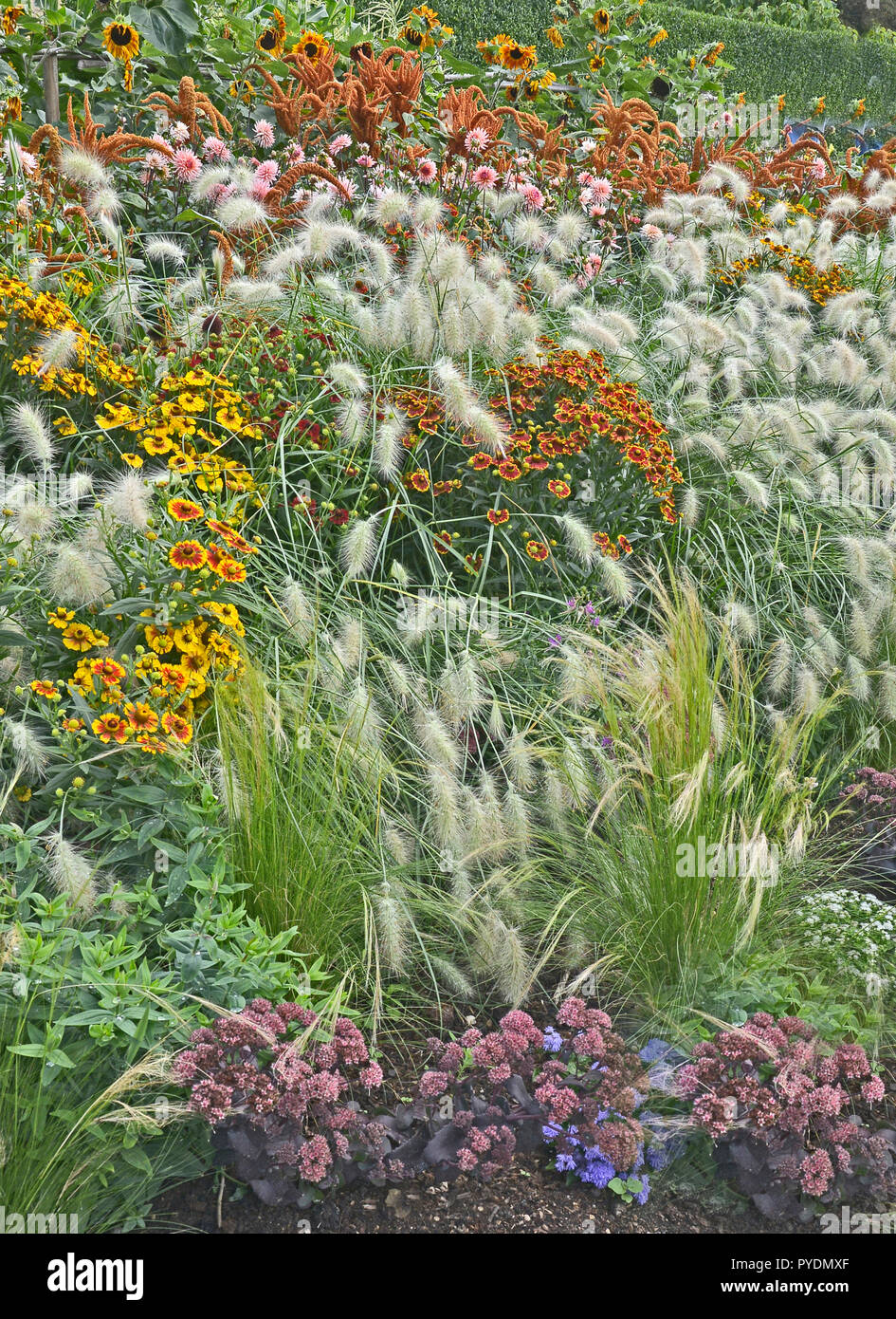Colourful garden flower border with Heleniums Waldraut and ornamental grass Pennisetum villosum Stock Photo