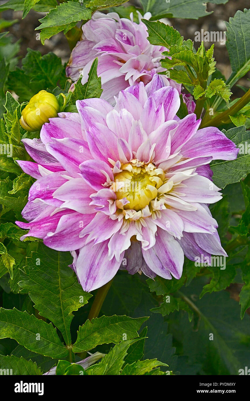 Close up of flowering Dahlia 'Californian Sunset' in a garden flower border Stock Photo