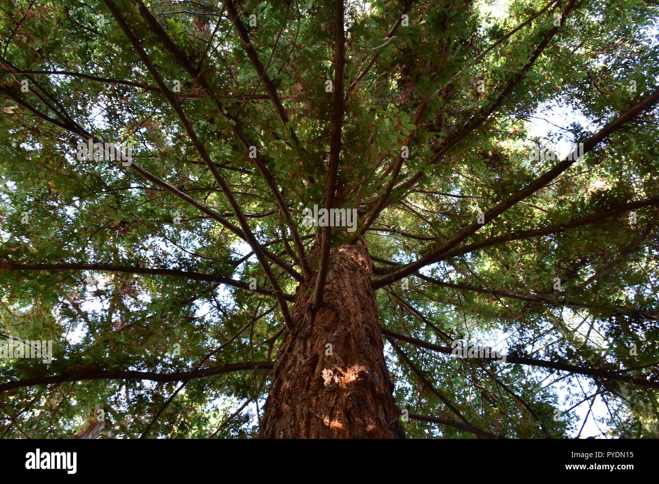 Gigantic sequoia tree Stock Photo