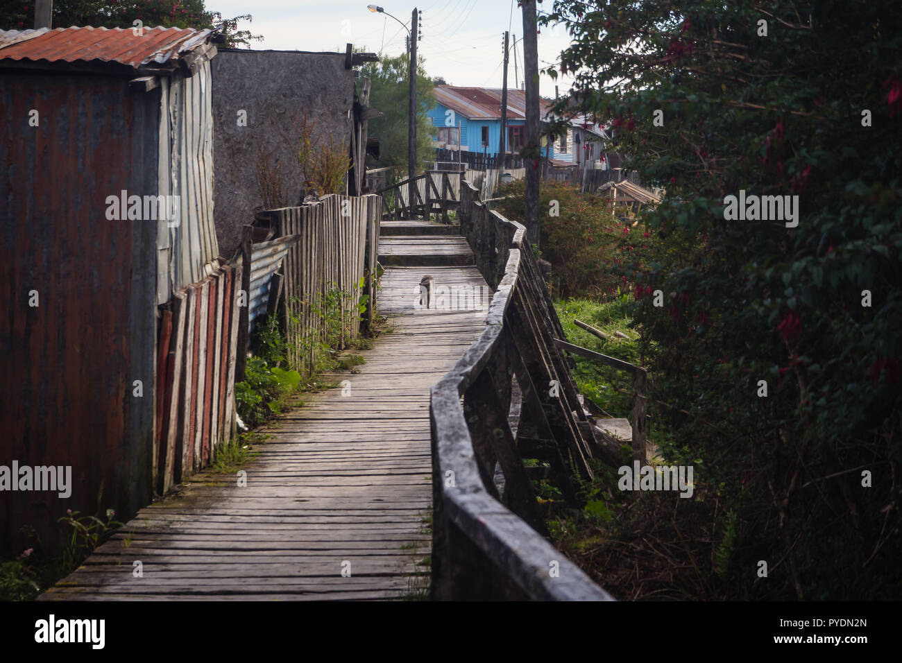 Cat in Boardwalk at the isolated Puerto Eden in Wellington Islands, fjords of southern Chile, Patagonia Stock Photo
