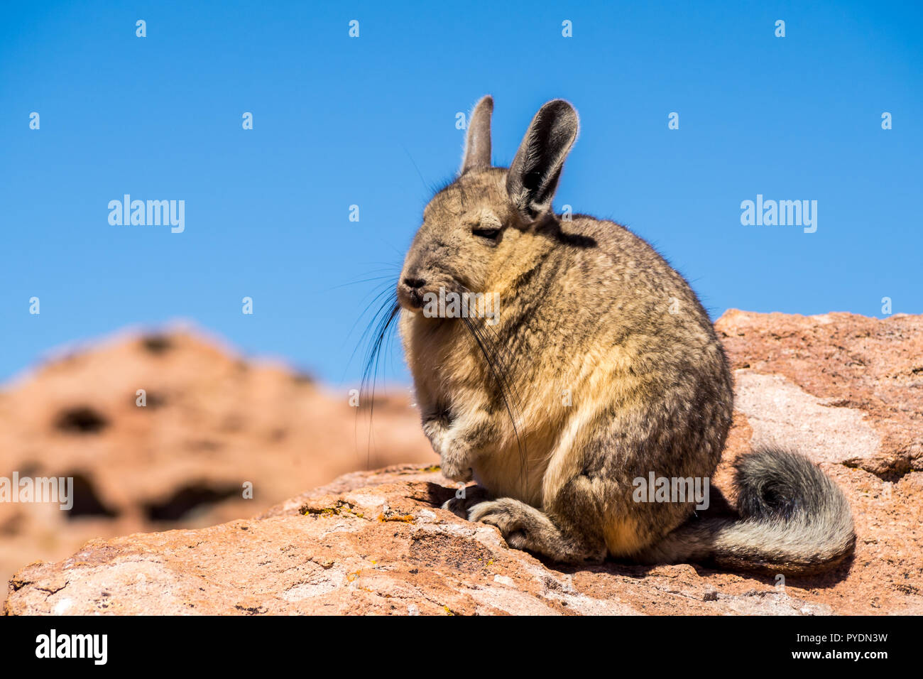 Close up vizcacha pic in teh altiplano in Bolivia. The Andes Range. Rocks and blue sky Stock Photo