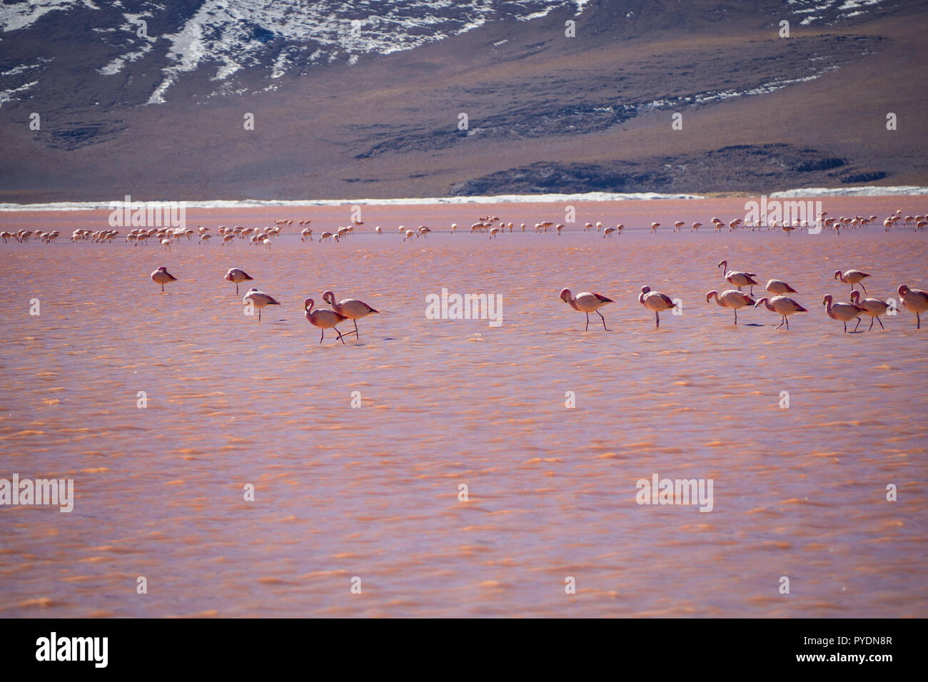 Flamingos in Red lagoon laguna colorada in abaroa National Park in Bolivia Stock Photo