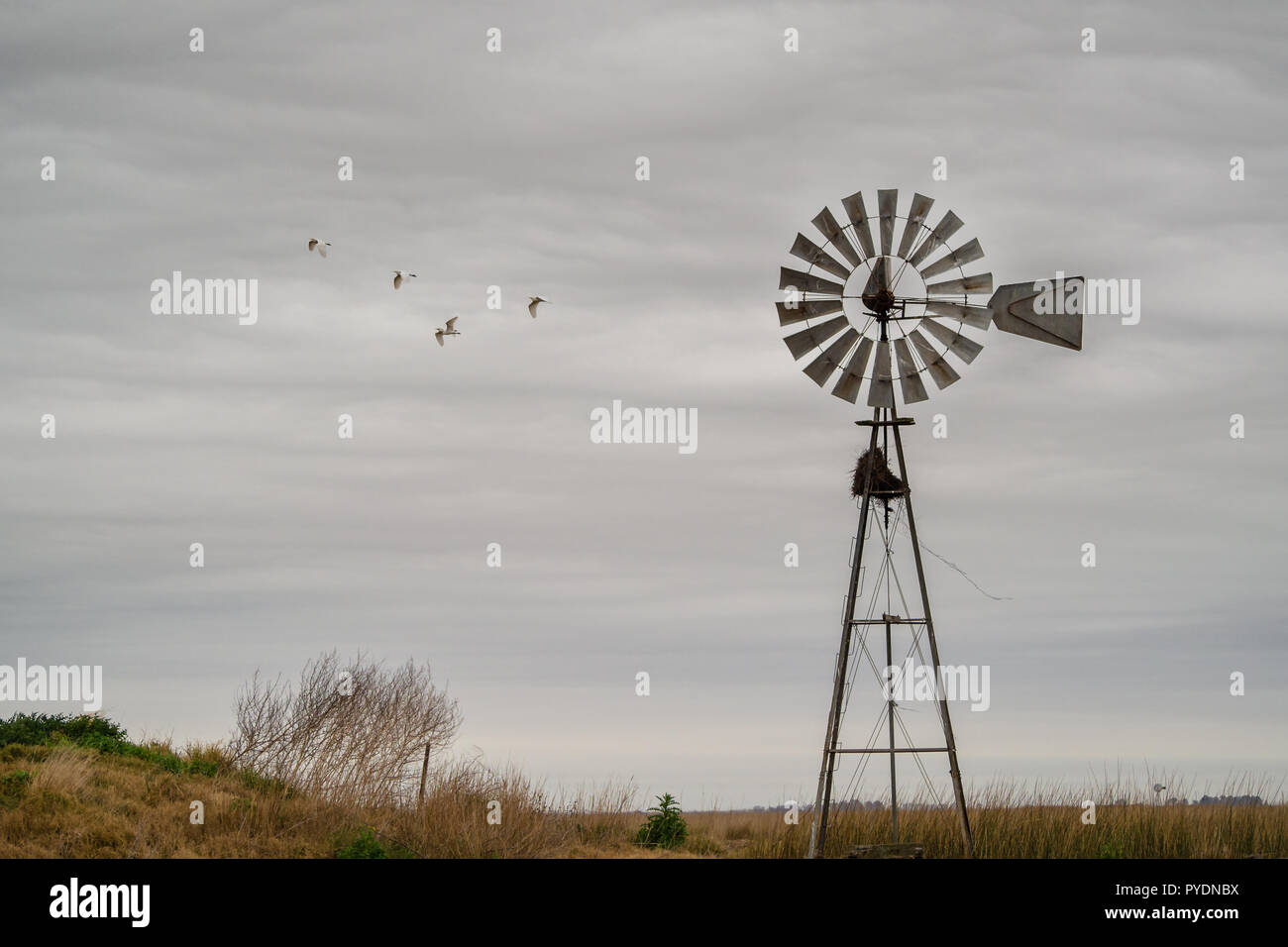 Landscape with windmill, Pampas, cordova, Argentina, cows Stock Photo