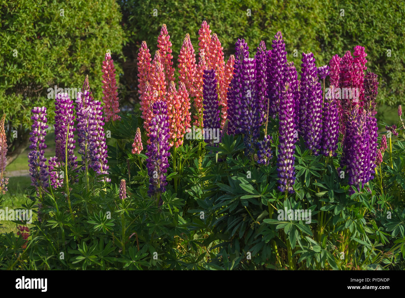 Diferent lupinus flowers and colours in Ushuaia, Argentina Stock Photo
