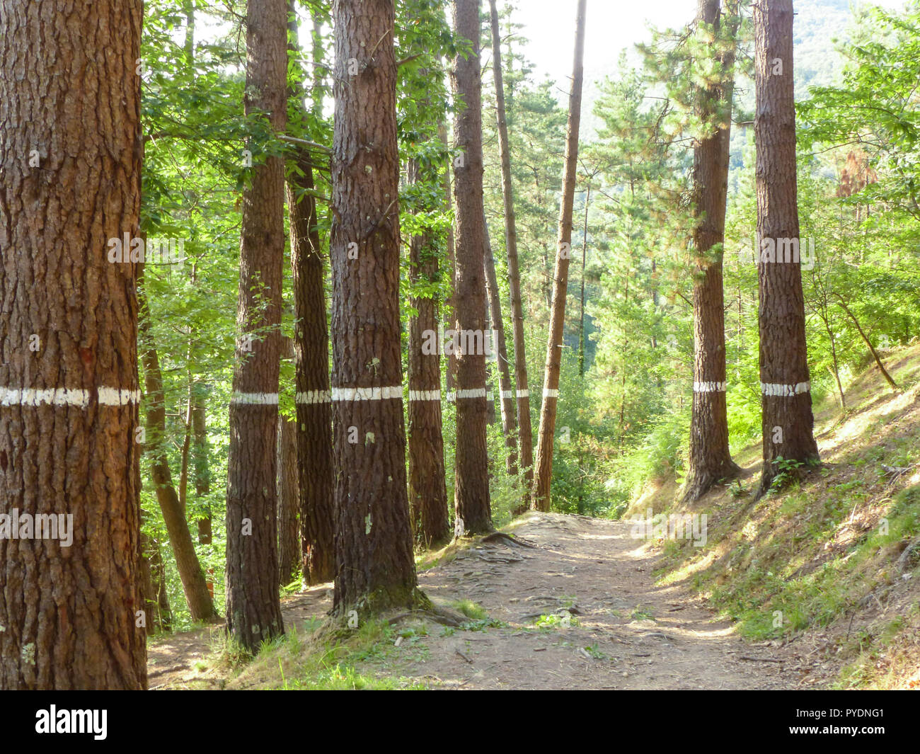 Painted forest in Oma, Basque Country, white line.ibarrola Stock Photo