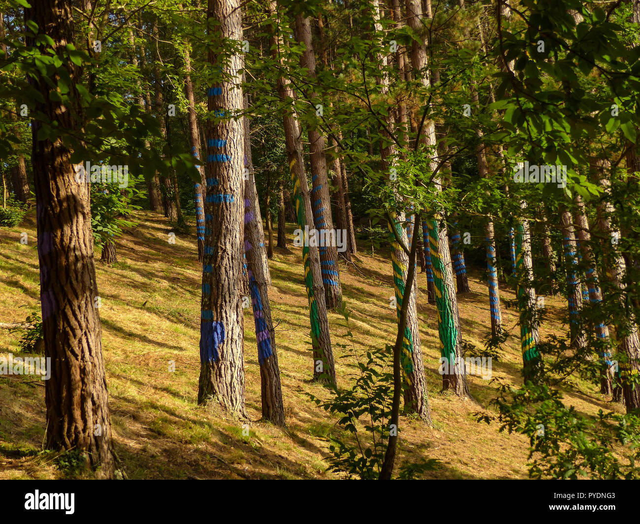 Painted forest in Oma, Basque Country. Ibarrola Stock Photo