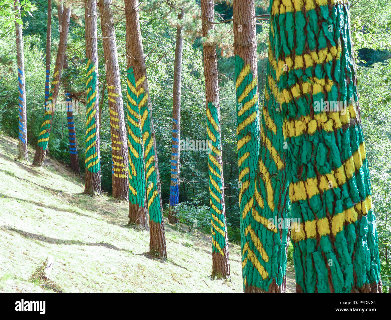 Painted forest in Oma, Basque Country. Ibarrola. Spain Stock Photo