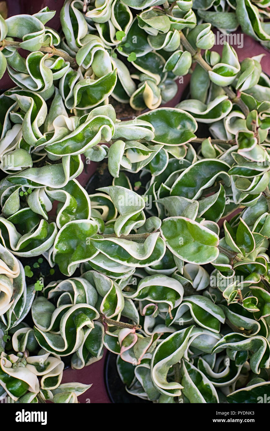 Hoya carnosa cv compacta, Asclepiadaceae,   leaves and inflorescence, vine, ornamental plant Stock Photo