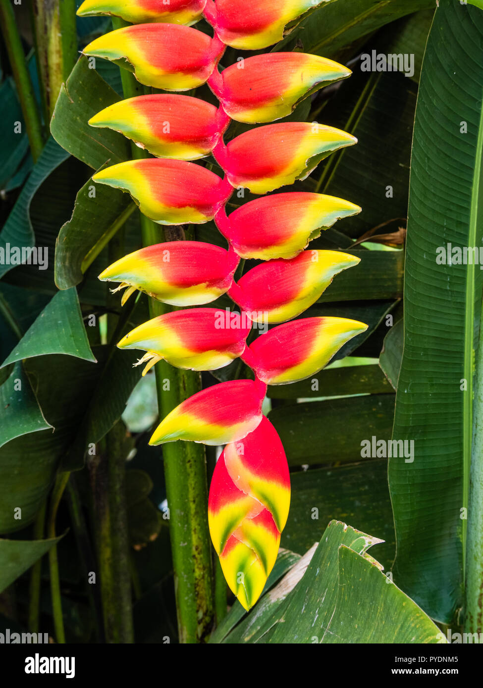 Heliconia Blossom How To Grow And Care For Dwarf Jamaican Heliconia