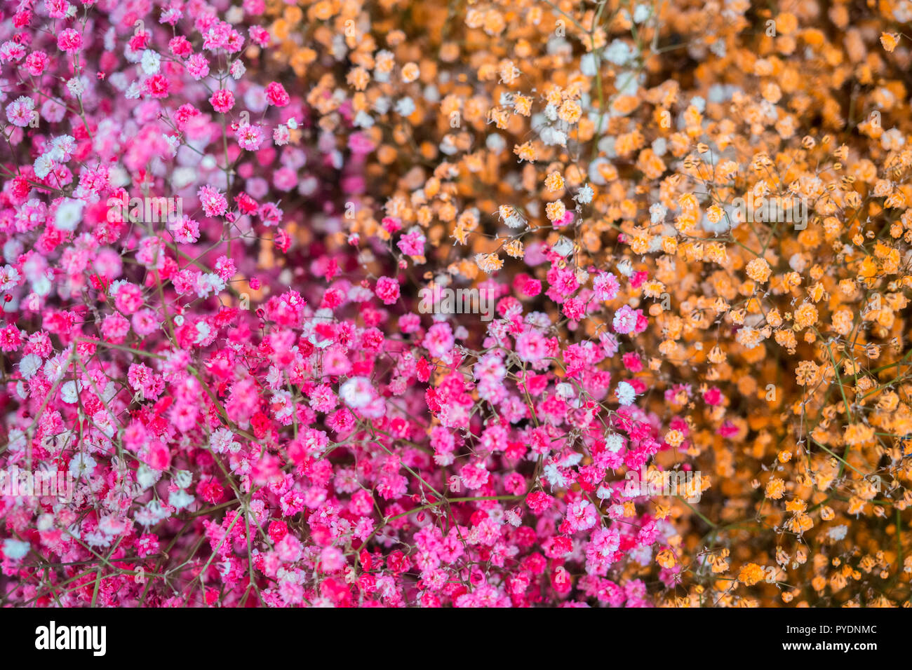 Rose and orange little flowers composition background Stock Photo