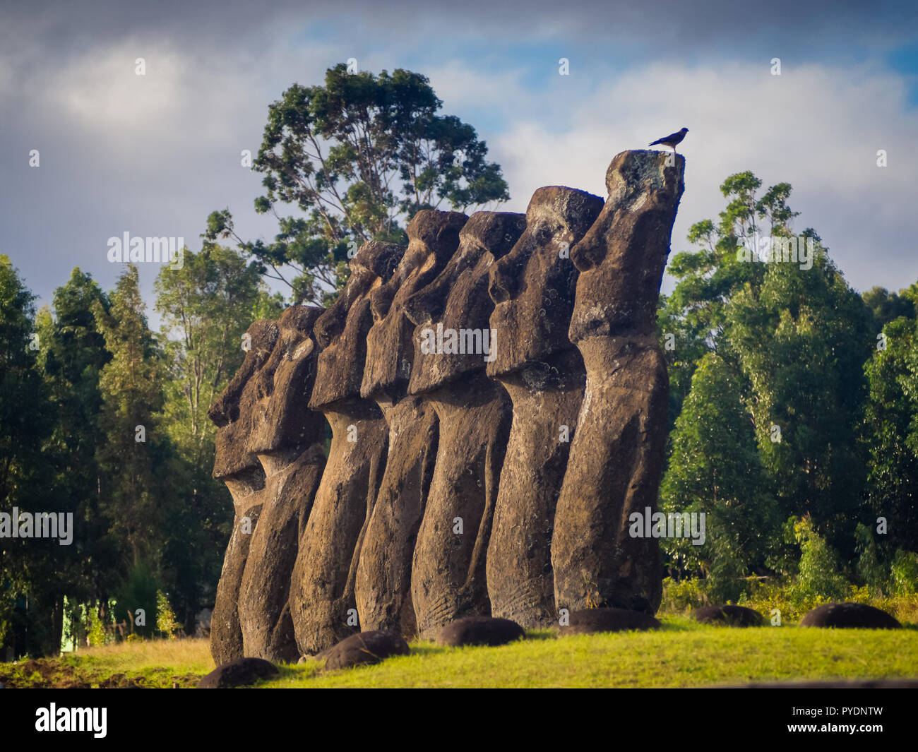 The moais of Ahu Akivi in Easter Island. Seven moais looking to the ocean, representation of Hotu Matua Stock Photo