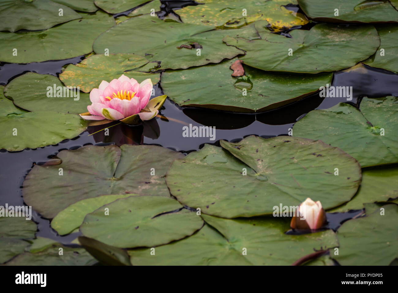Water lilly flower detail with other flower bud and the leaves in the water Stock Photo