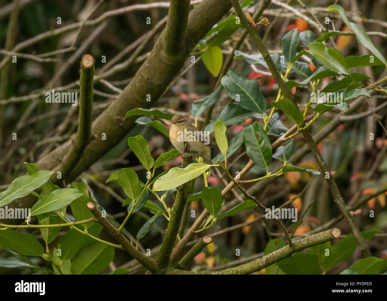 Chiff chaff tree hi-res stock photography and images - Alamy