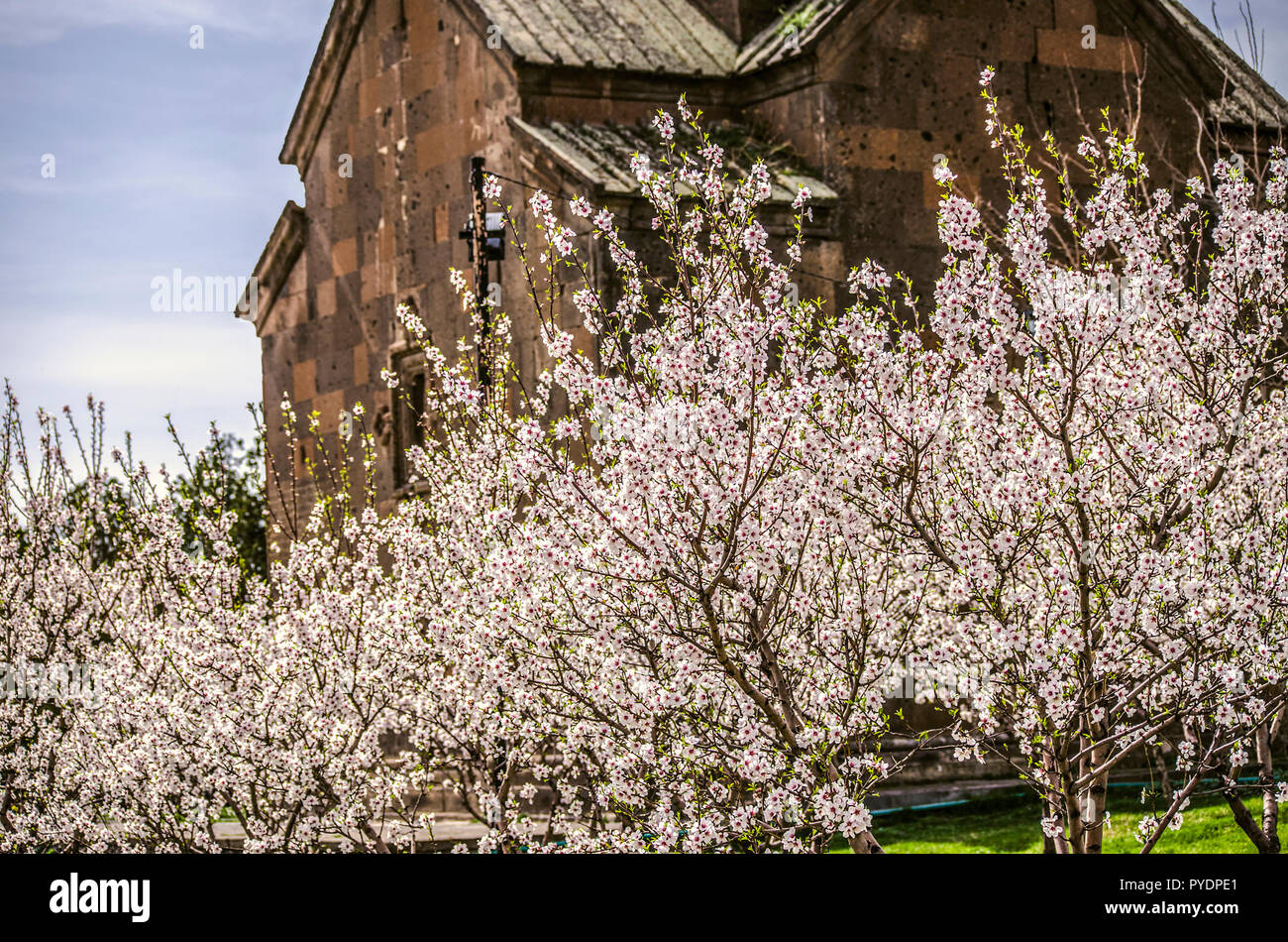 Apricot Trees In Blossom High Resolution Stock Photography And Images Alamy