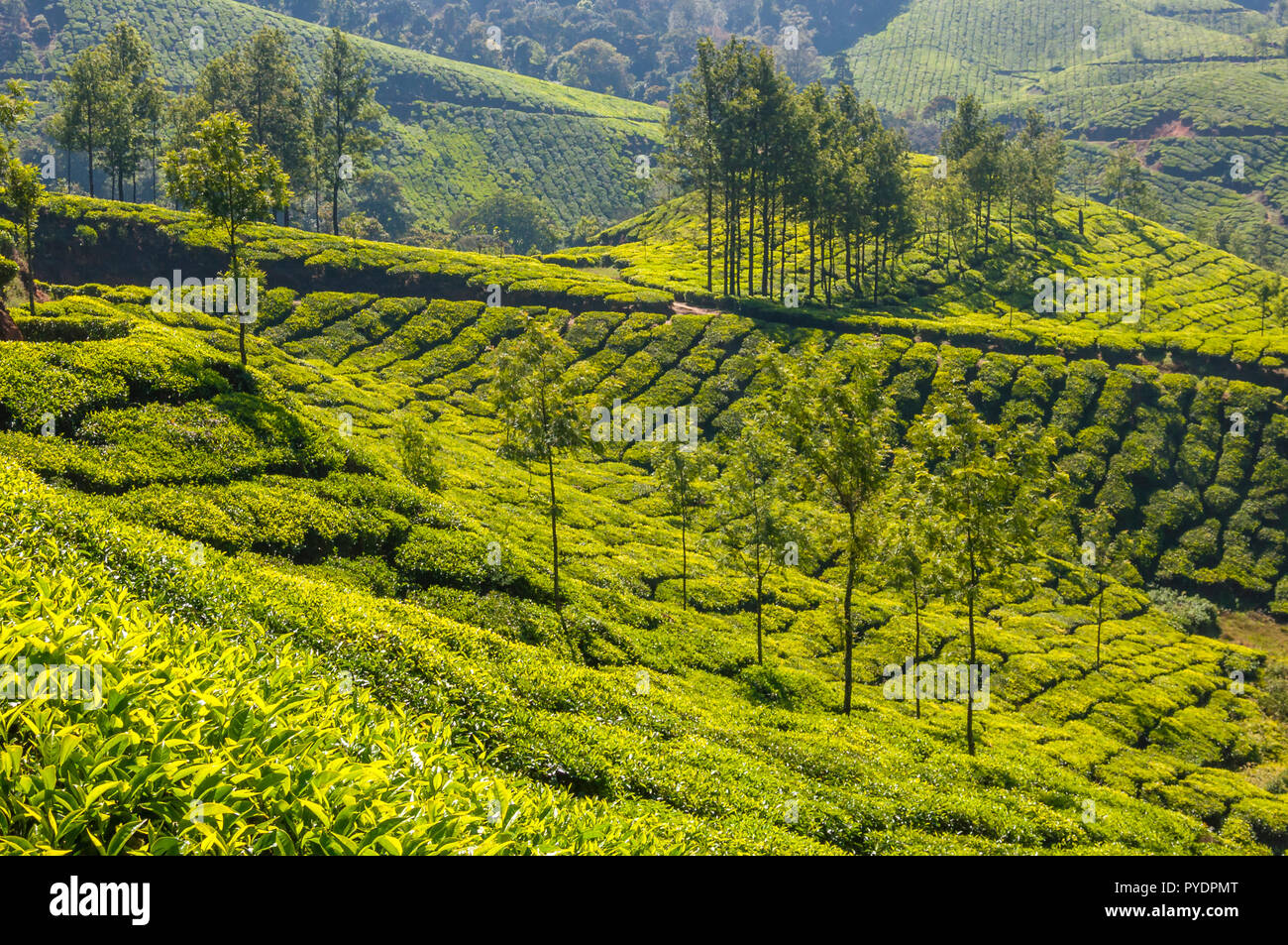 Munnar is an attractive destination with the world's best and renowned tea estates. There are more than 50 tea estates in and around Munnar. It is one Stock Photo