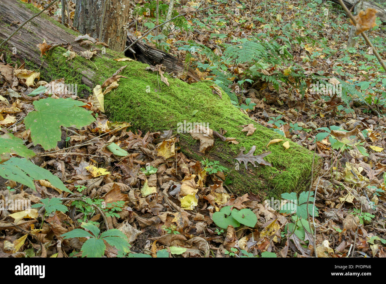 Moss-covered log in autumn forest Stock Photo