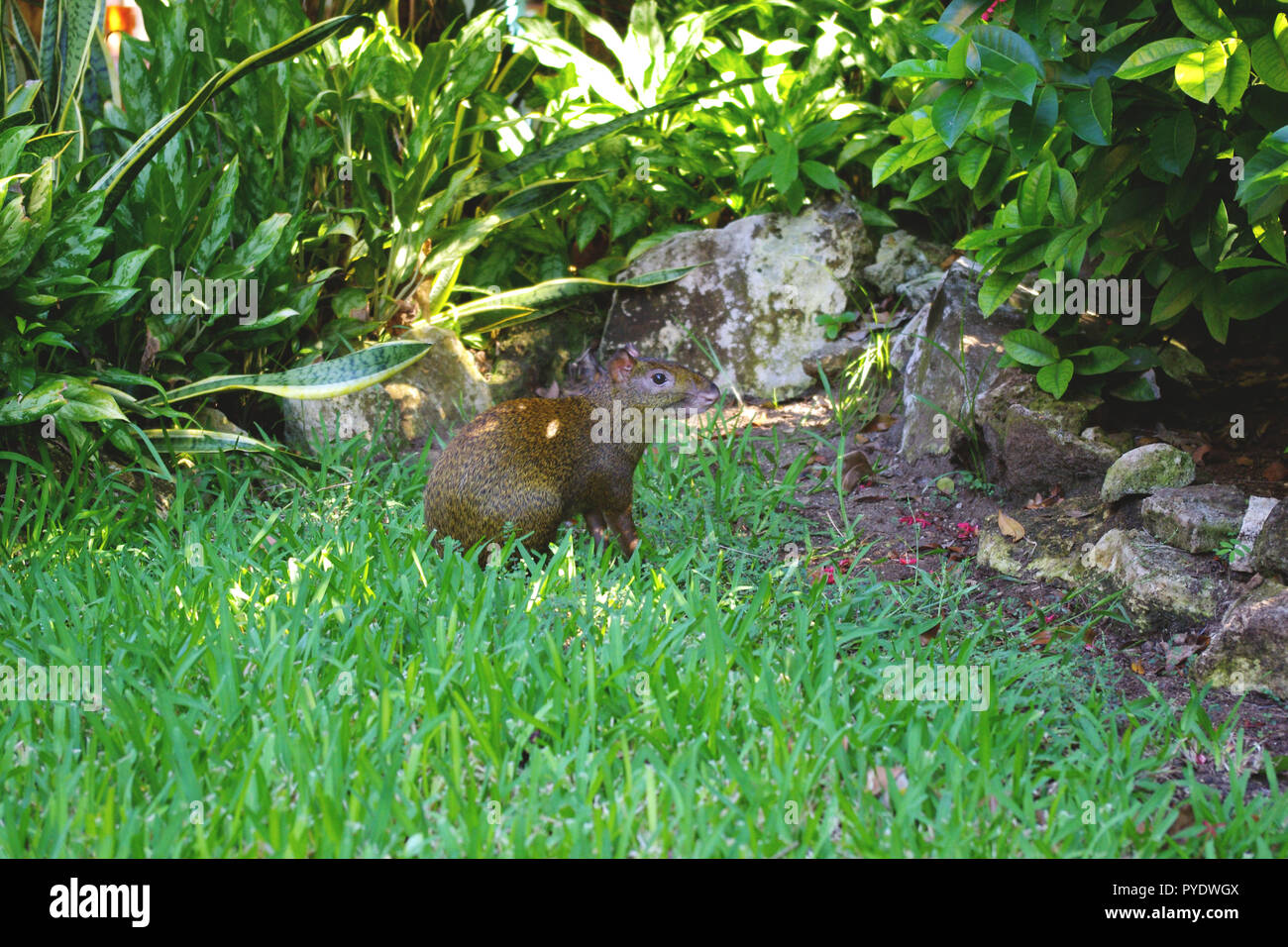 Agouti is a rodent from Central and South America Stock Photo