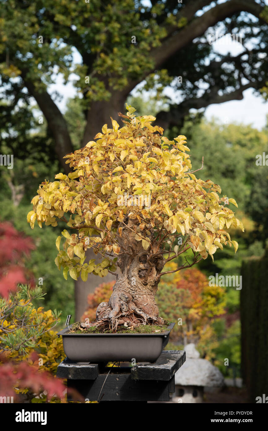 Morus Nigra Bonsai Black Mulberry Tree With Autumn Foilage At Rhs Wisley Gardens Surrey England Stock Photo Alamy