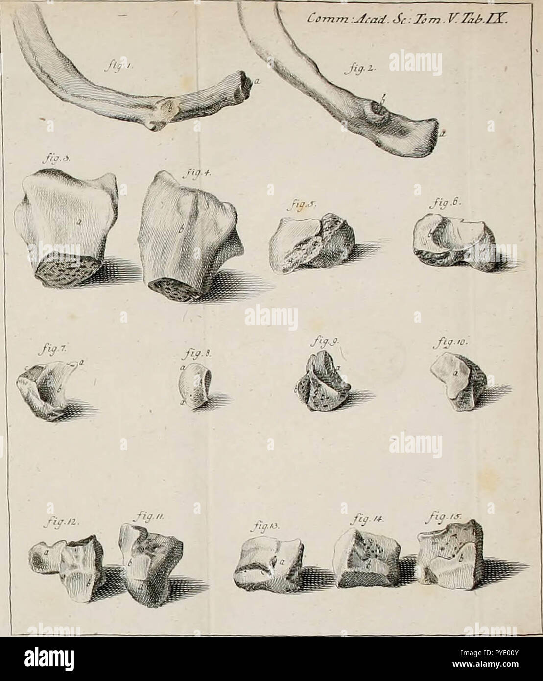 'Commentarii Academiae Scientiarum Imperialis Petropolitanae' (1738) Stock Photo