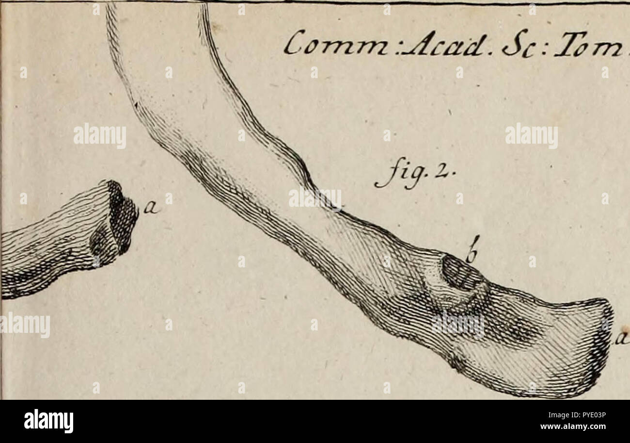 'Commentarii Academiae Scientiarum Imperialis Petropolitanae' (1738) Stock Photo