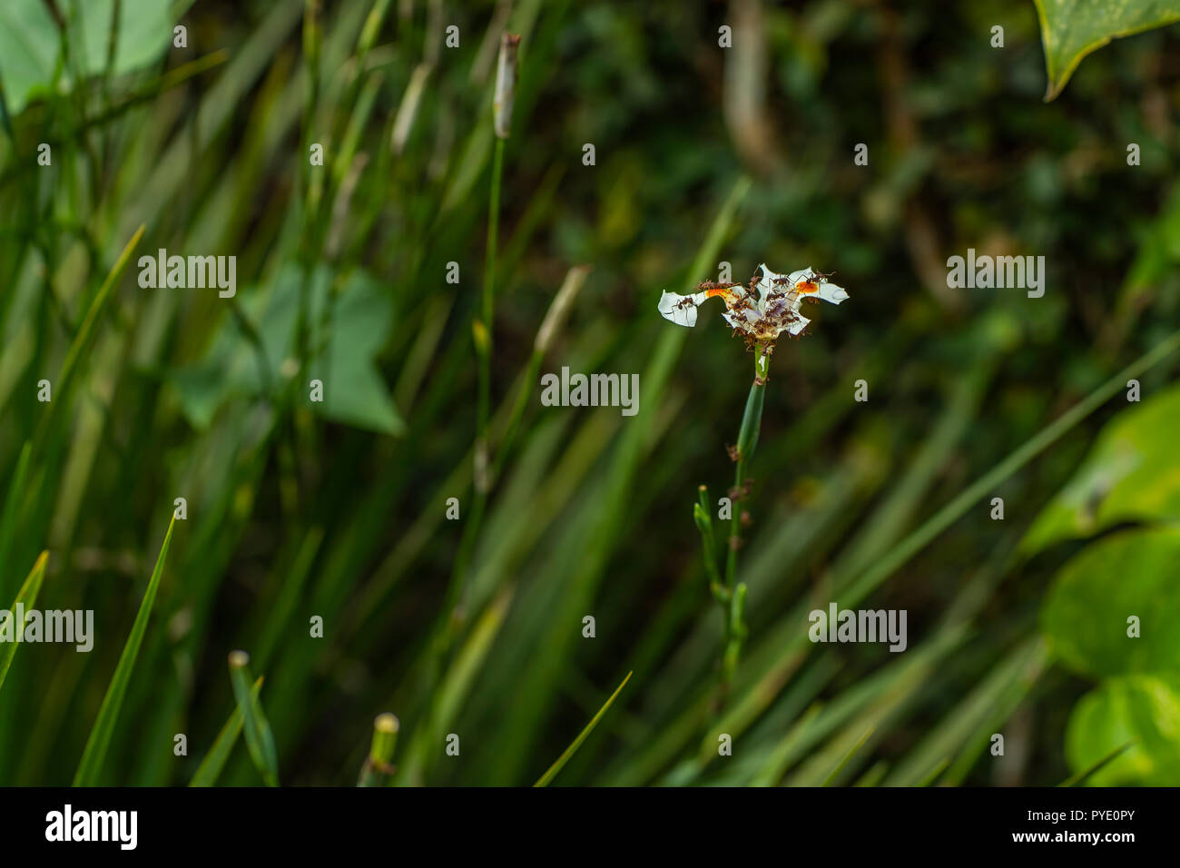 Ant ants cutting and eating a flower background blurred nature Stock