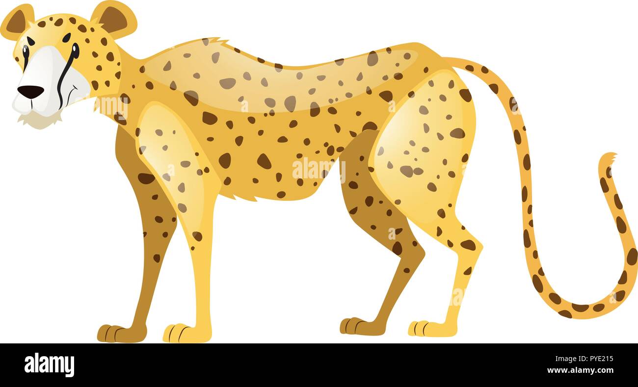 Wild tiger on white background illustration Stock Vector Image & Art ...