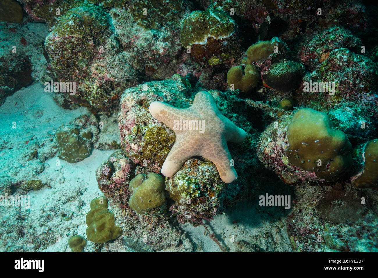 Starfish at the Maldives Stock Photo - Alamy