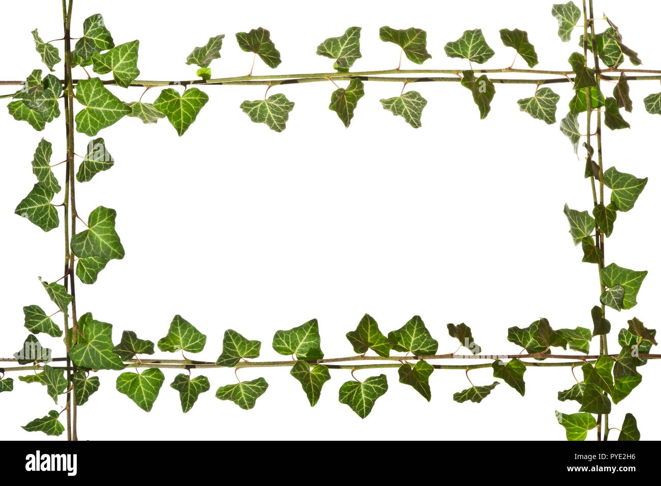 Frame from shoots of green ivy on a white background Stock Photo - Alamy