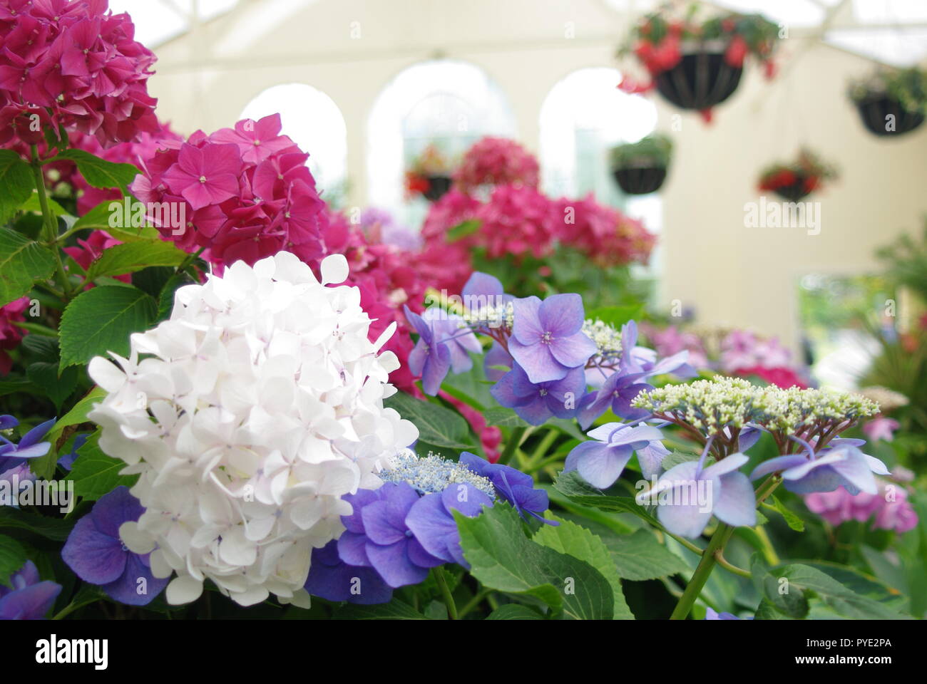 Hydrangeas in Launceston, Tasmania Stock Photo Alamy