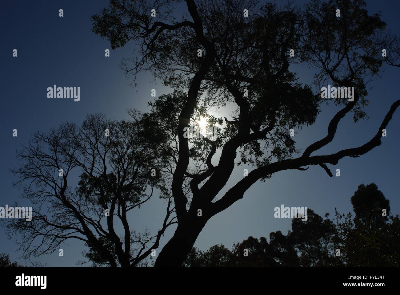 Sunlight shielded by a gum tree Stock Photo