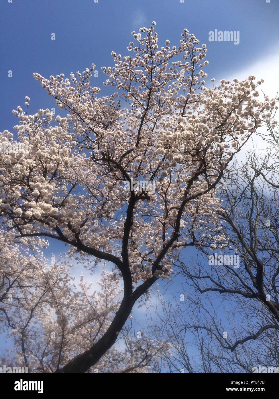 Shinjuku gyoen hanami hi-res stock photography and images - Alamy
