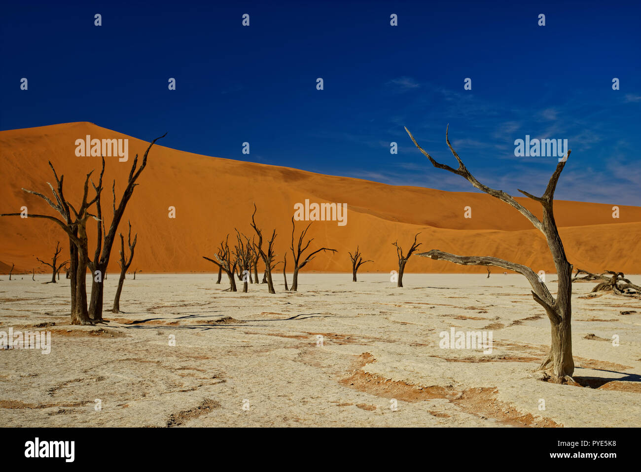 Dead trees at Deadvlei salt pan, Namibia, Africa Stock Photo