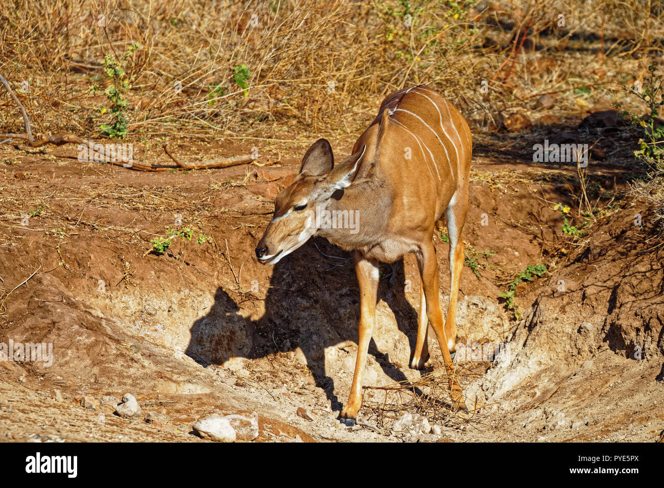 Greater Kudu, a white striped antelope of Botswana Stock Photo - Alamy