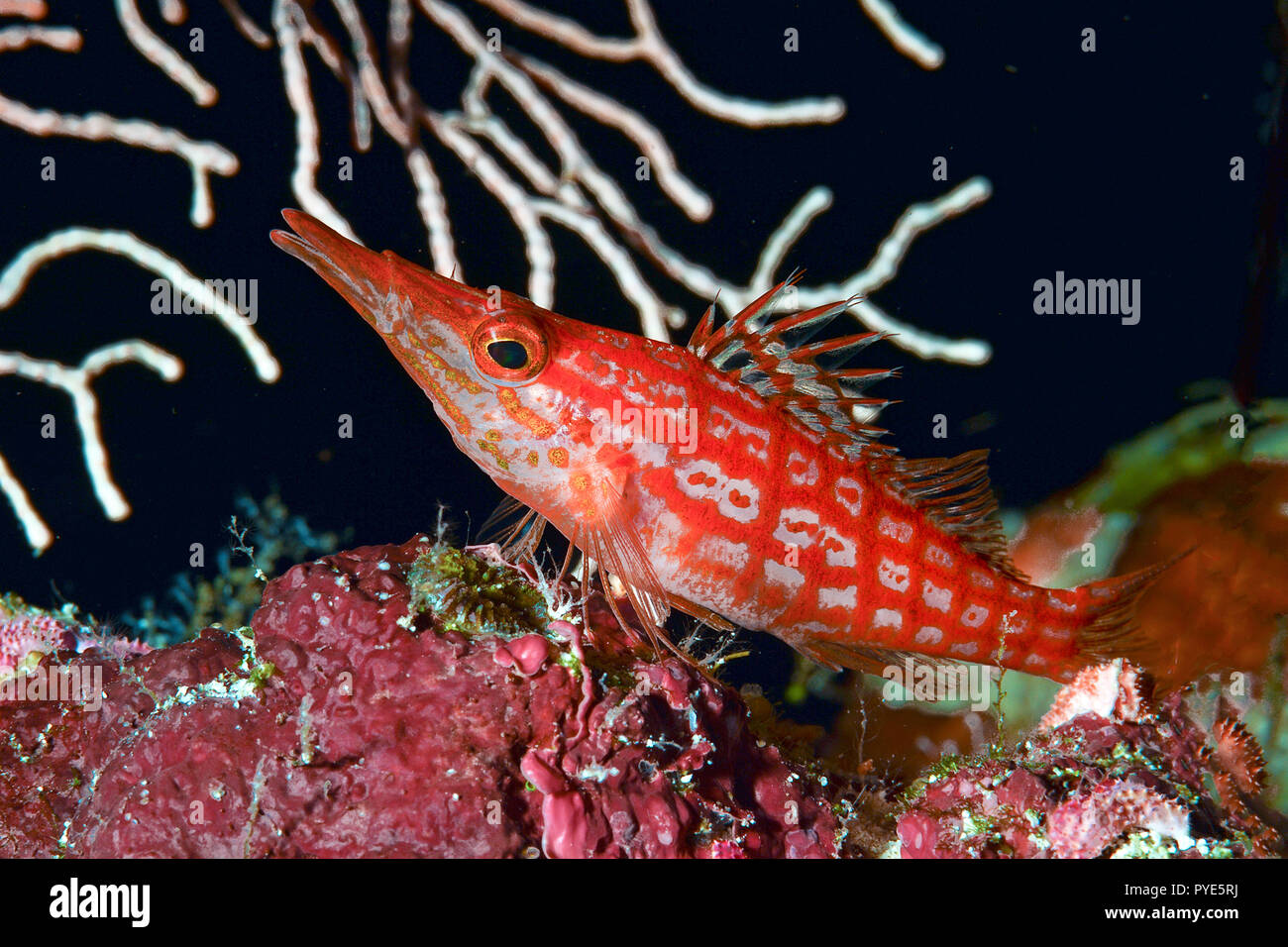 Longnose hawkfish (Oxycirrhites typus) on a coral, Papua New Guinea Stock Photo