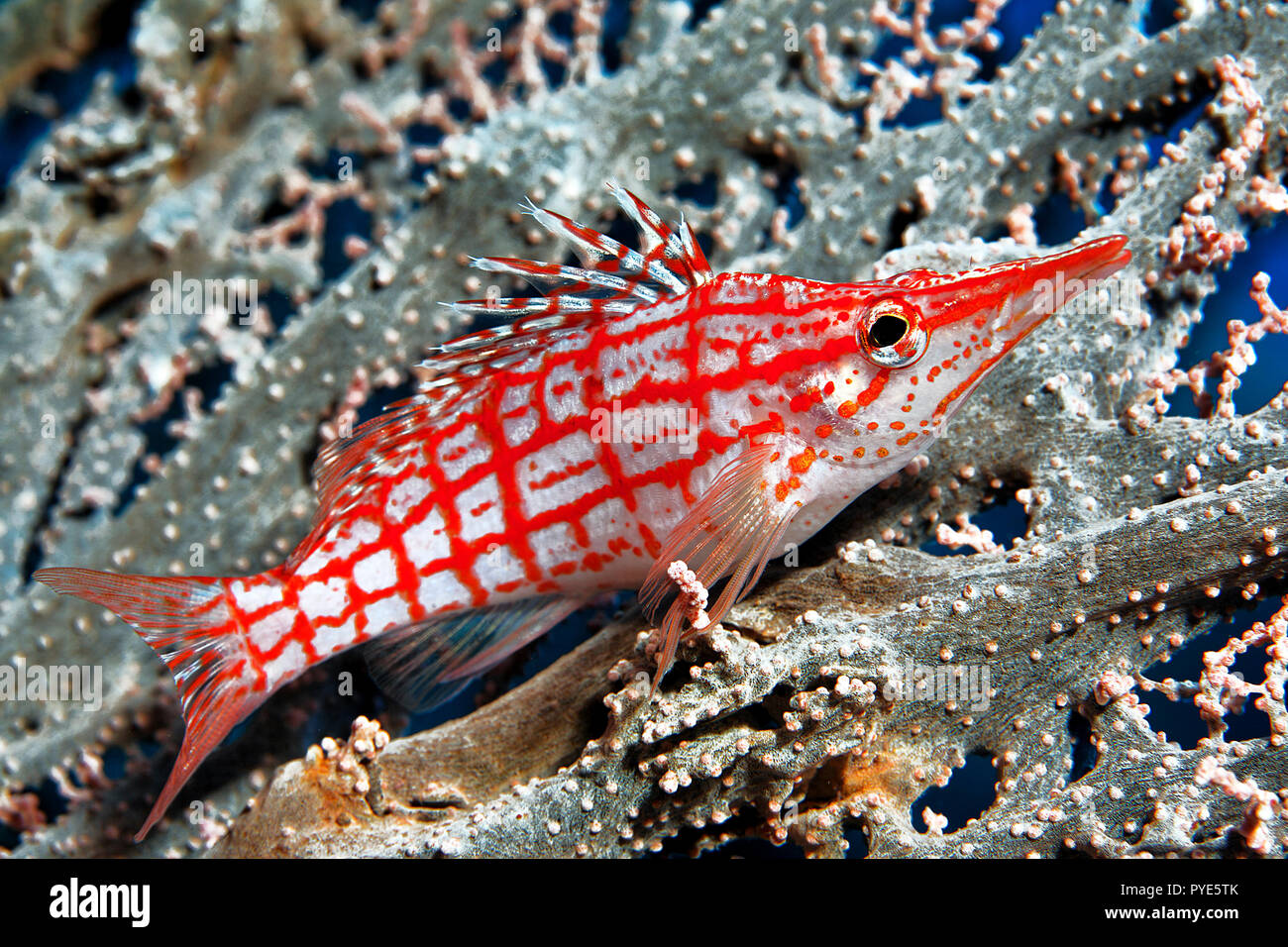 Langschnauzen-Büschelbarsch (Oxycirrhites typus) lebt auf Korallen, Malediven | Longnose hawkfish (Oxycirrhites typus) on a sea fan, Maldive islands Stock Photo