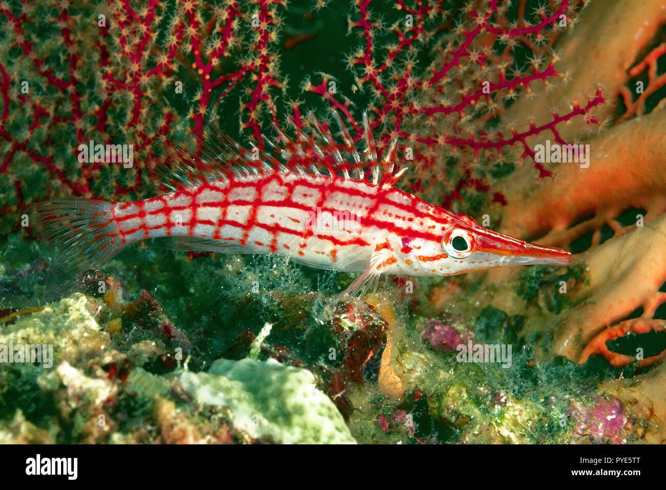 Longnose hawkfish (Oxycirrhites typus) on a coral, Wakatobi island, Sulawesi, Indonesien Stock Photo