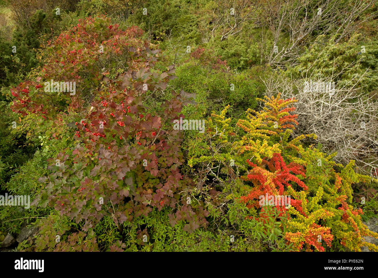 Plants, Sweden, Europe Stock Photo Alamy