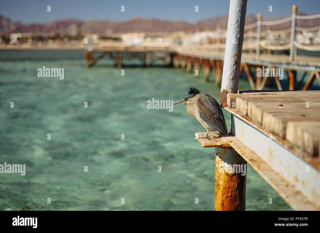 Bird hides from strong wind on a wooden pier in sea. View at the resort for trips during summer vacation Stock Photo