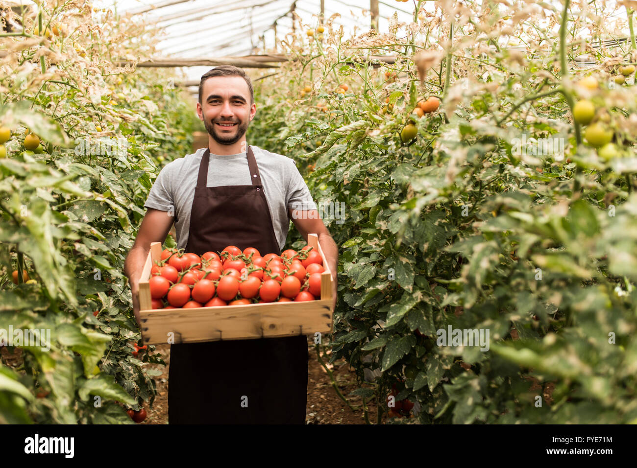 Happy organic farmer harvesting tomatoes in greenhouse Stock Photo - Alamy