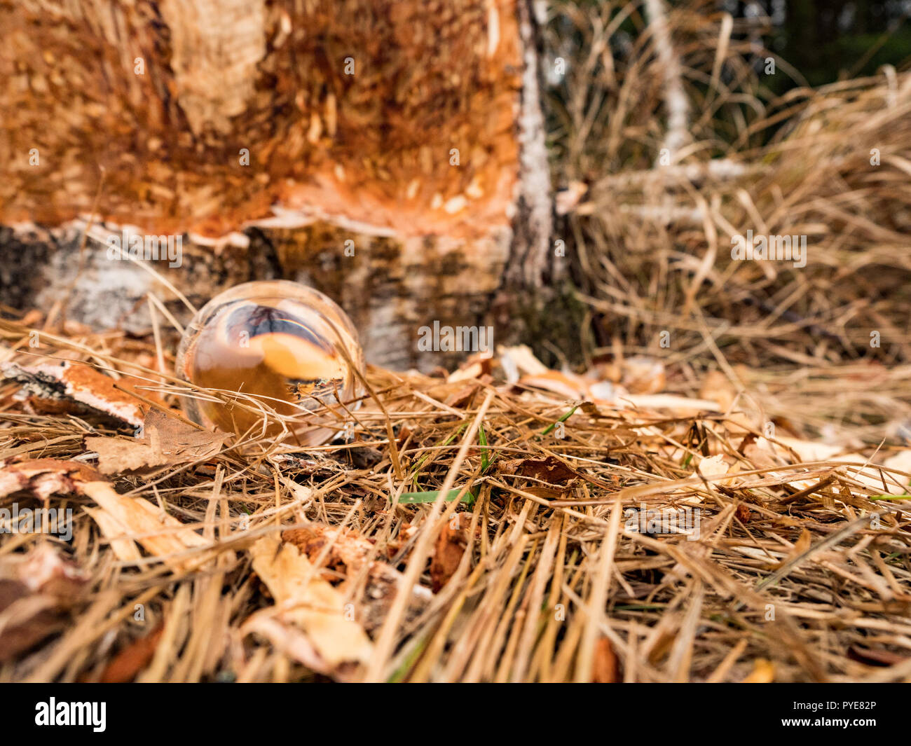 A beaver can chew down a small ann big tree. They will regularly cut down trees. Beavers eat