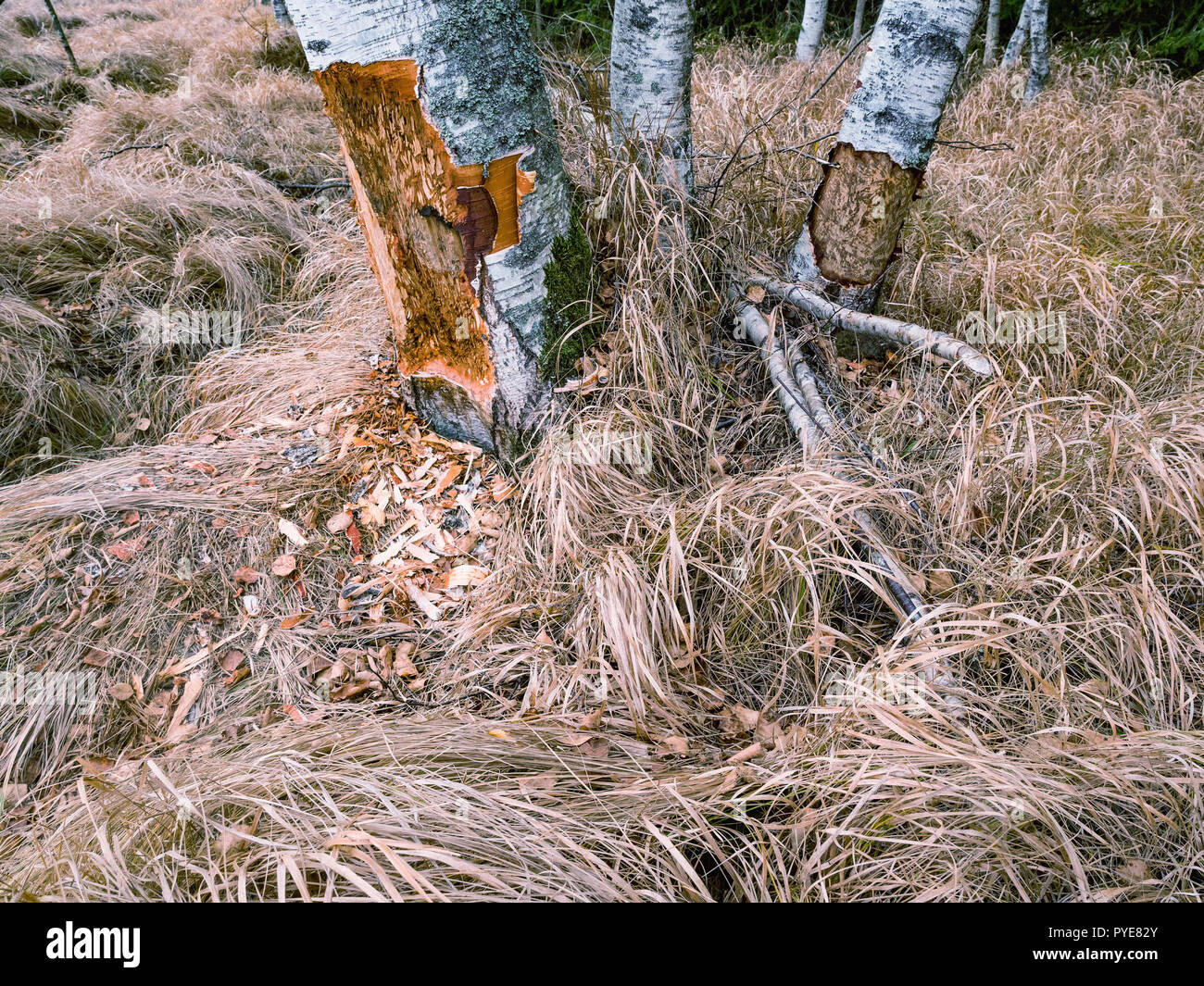 A beaver can chew down a small ann big tree. They will regularly cut down trees. Beavers eat