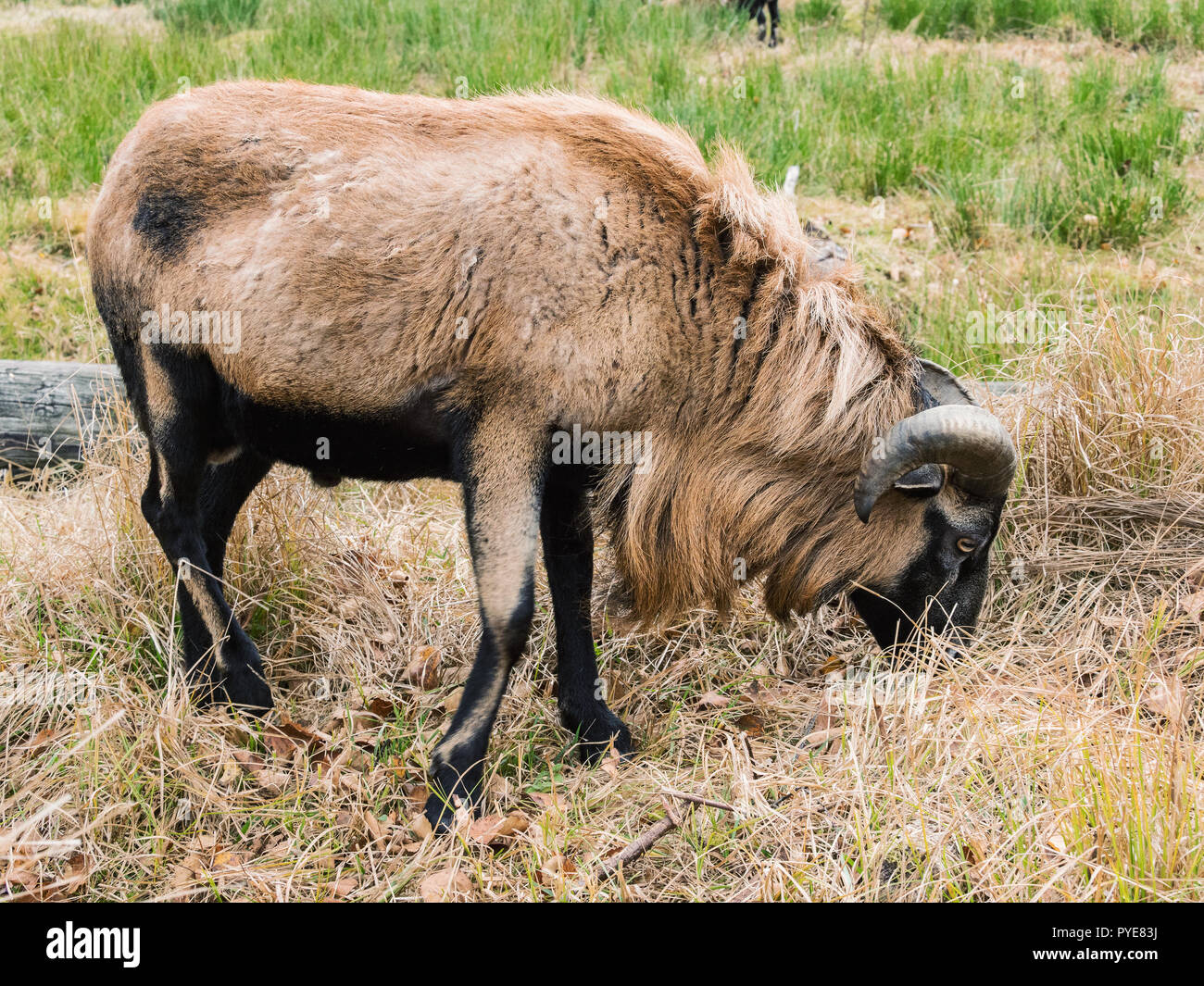 Big ram and sheep on a meadow, Stock Photo