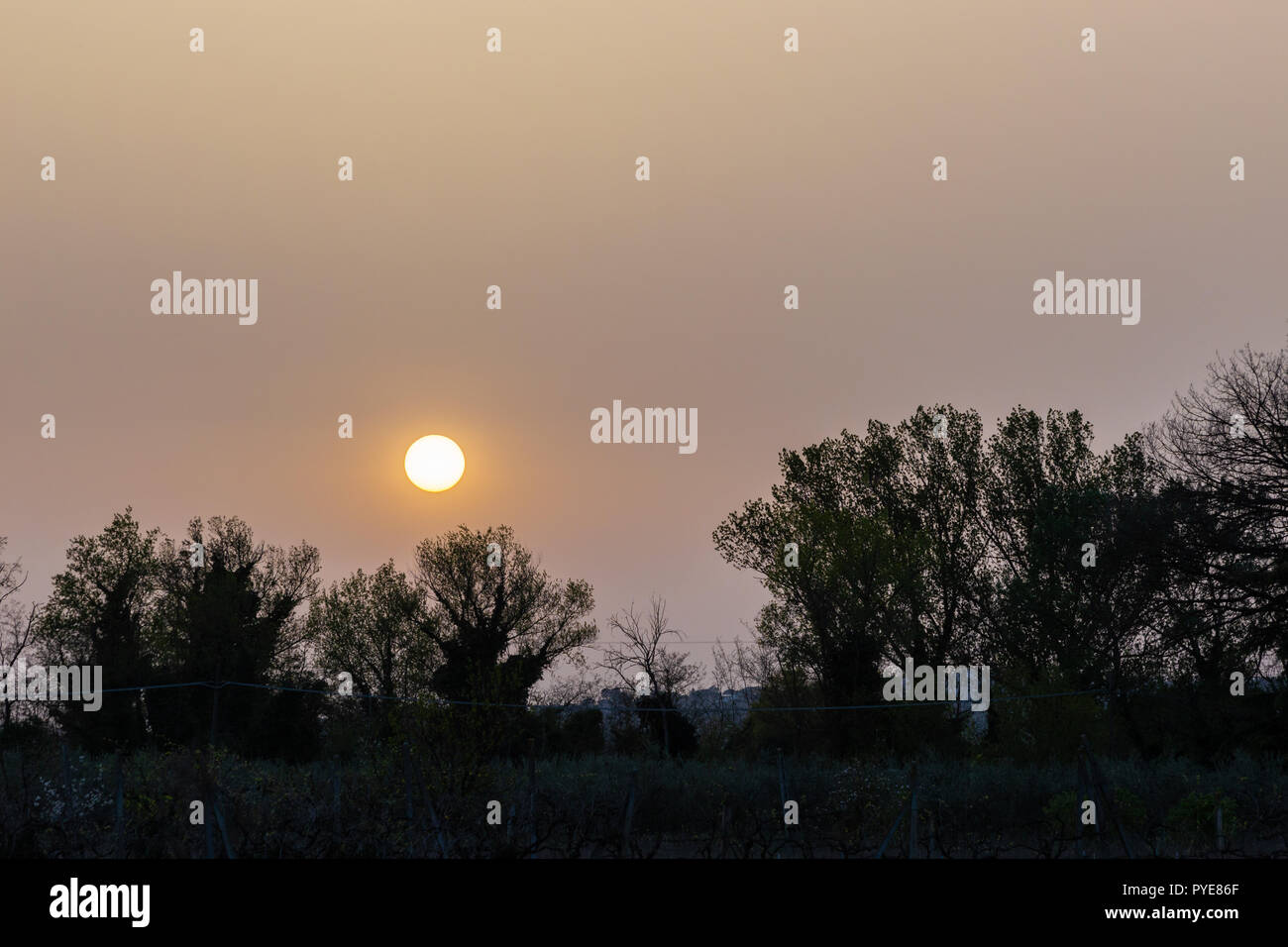 Sunset with sand suspended in the atmosphere, coluring the sky red, over some trees silhouettes Stock Photo