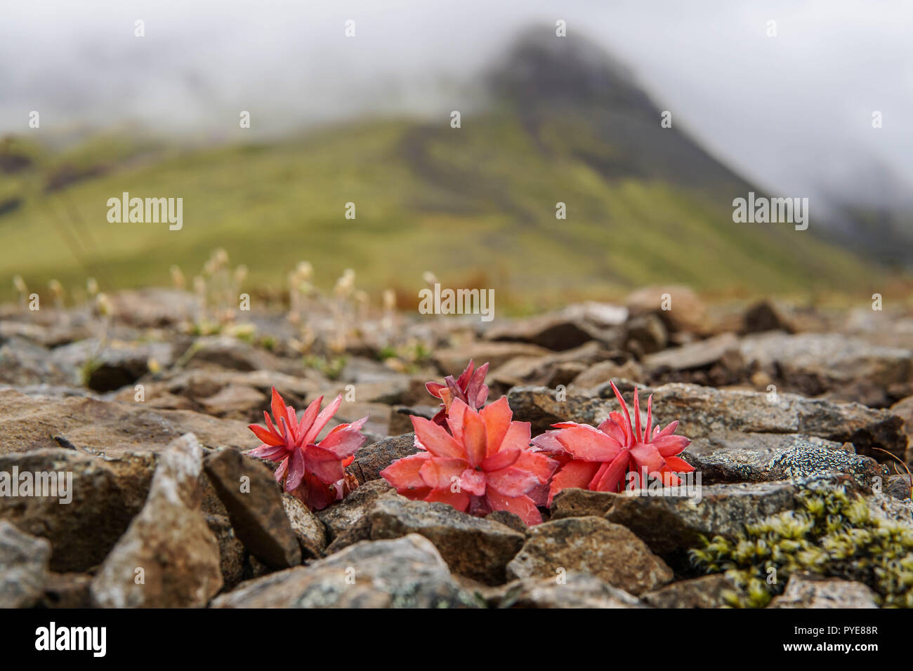 arctic meadows with wild flower roseroots near Reykjavik Stock Photo