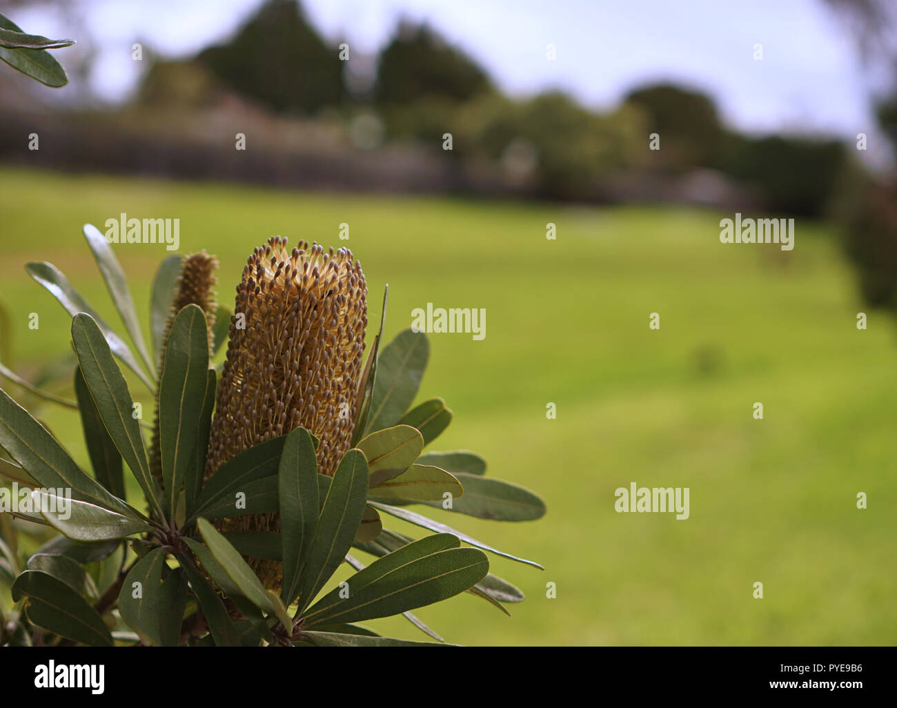 Close up view of Lemon Bottle-brush Flower with softly blurred natural green grass in sunny day Stock Photo