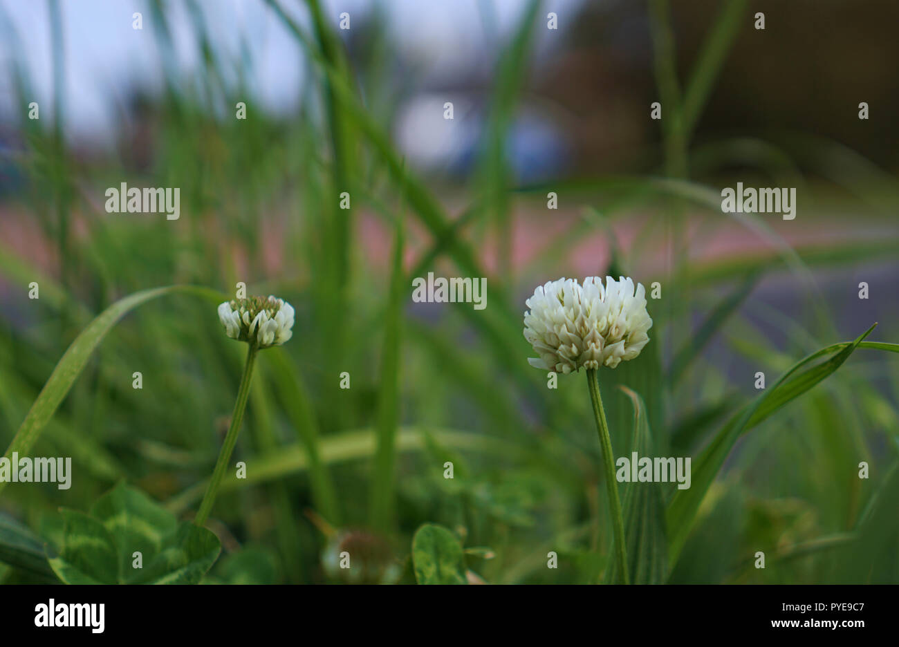 Wild white flowers in the middle of long green grass Stock Photo