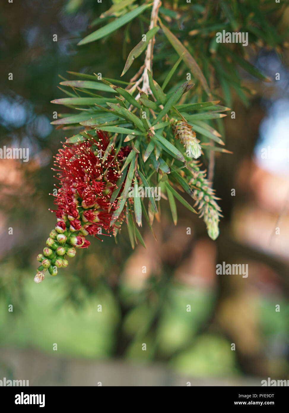 Red bottle brush plants hi-res stock photography and images - Alamy