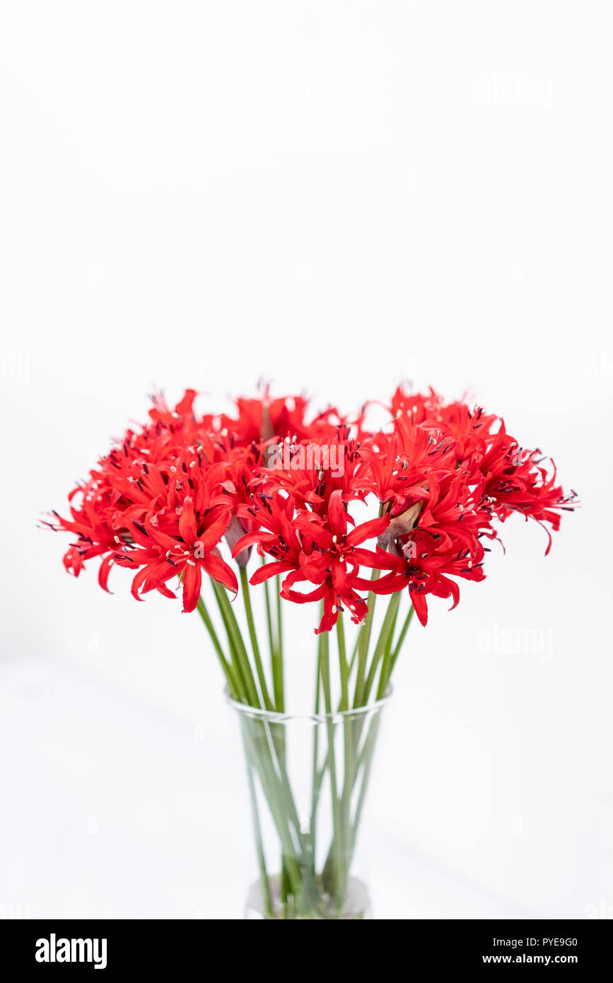 Red blossoms of the Guernsey lily, Nerina bowdenii. A small collection of nerine blooms. genus of plants of the family Amaryllidaceae. The natural range South Africa Stock Photo