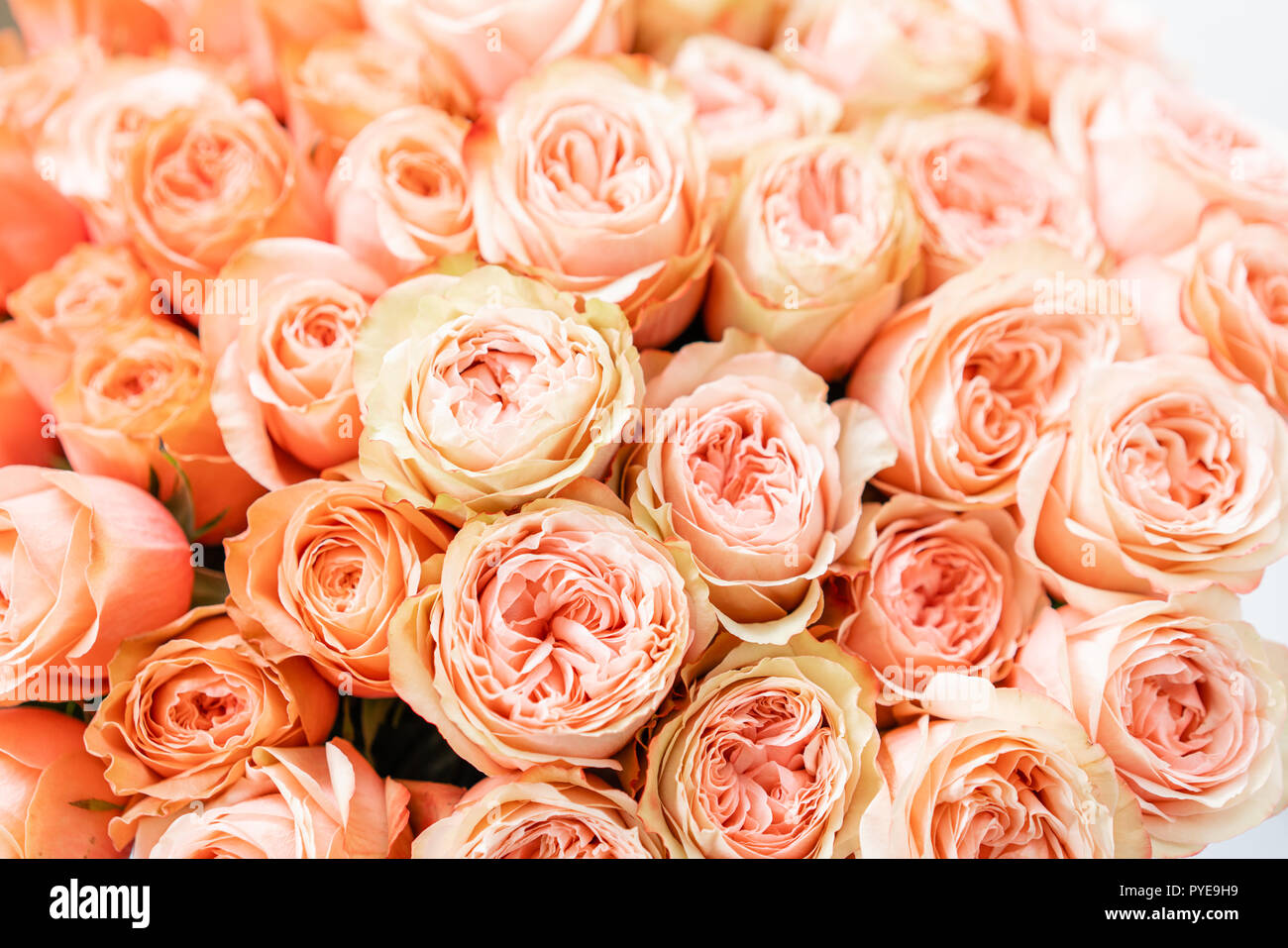 Roses Peach And Orange Pastel Colors Bright Bouquet In Metal Bucket Concept Of Flower Shop Stock Photo Alamy