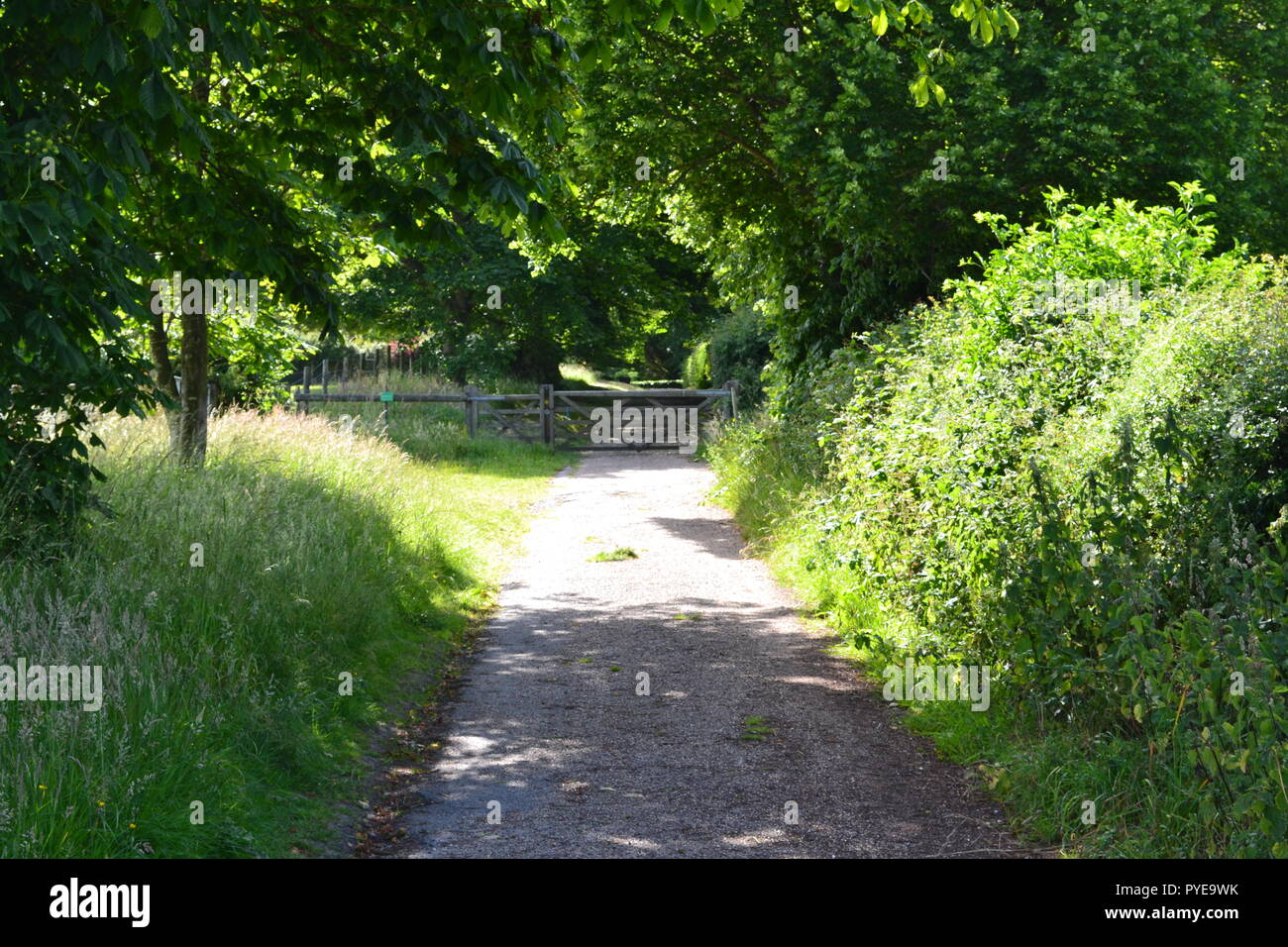 A country lane used by hikers near Emmetts Garden in summer. Ide Hill, Kent, England, UK. The Garden is high in the North Downs Stock Photo
